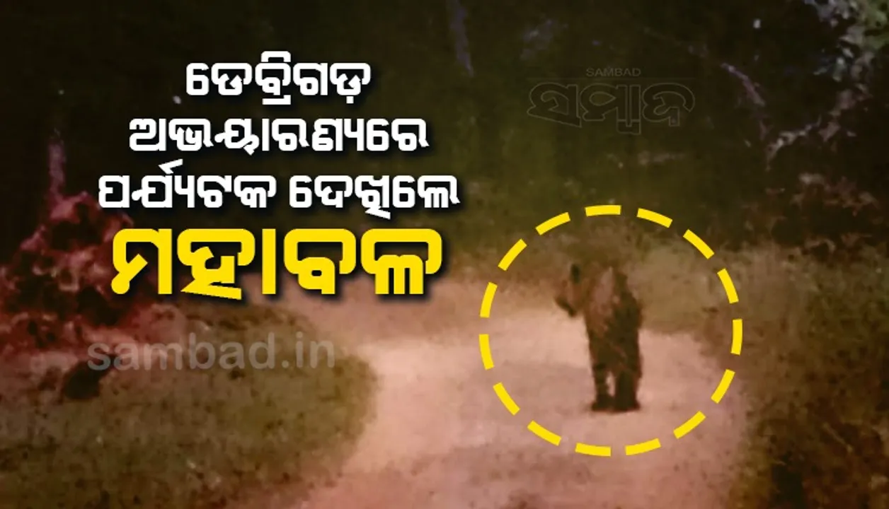  ଡେବ୍ରିଗଡ଼ ଅଭୟାରଣ୍ୟକୁ ପ୍ରବେଶ କଲା ମହାବଳ ବାଘ, ଫଟୋ ଉଠାଇଲେ ପର୍ଯ୍ୟଟକ