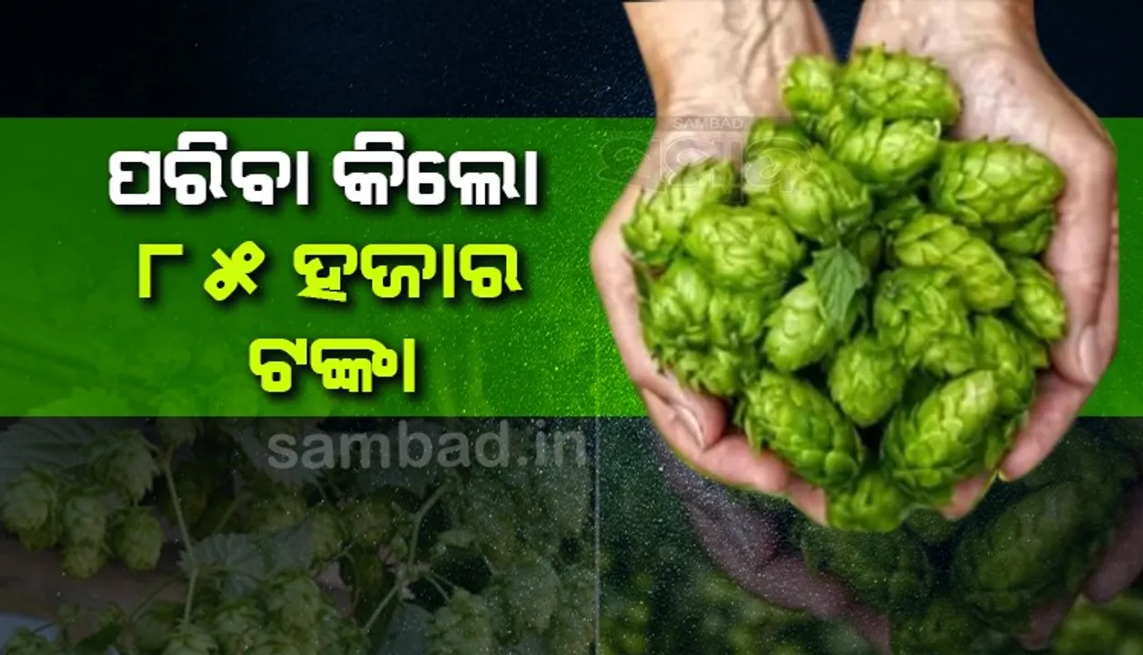  ବିଶ୍ବର ସବୁଠାରୁ ଦାମୀ ପରିବା; ଏହି କାରଣରୁ ତାହାର ଦାମ୍‌ ଅଧିକ