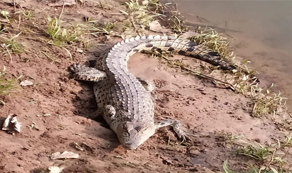  ଖରସ୍ରୋତାରେ କୁମ୍ଭୀର
