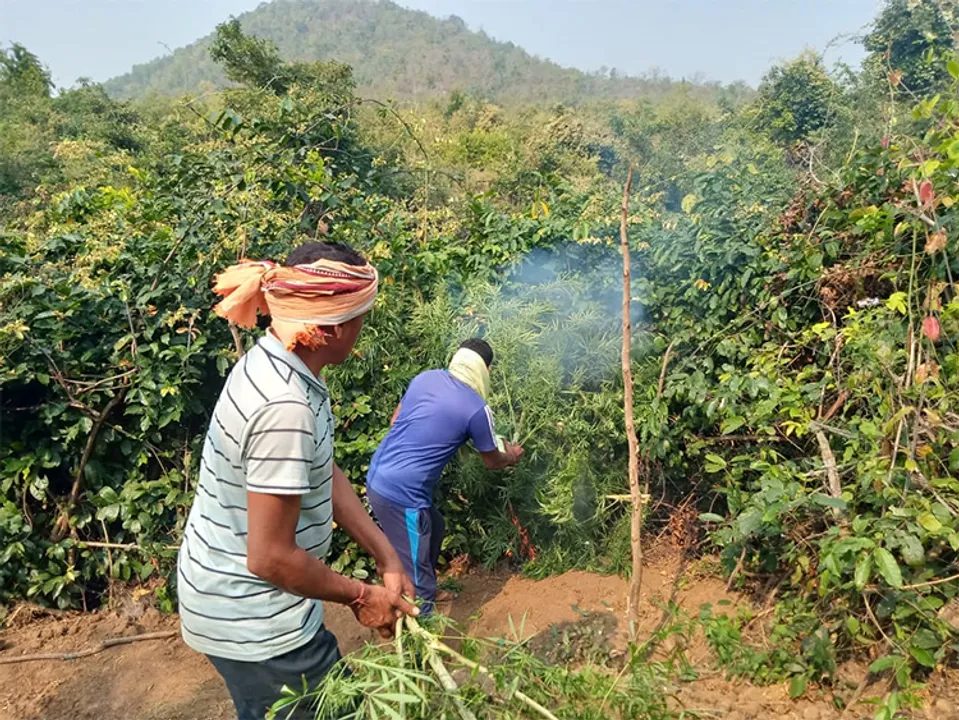  ଗଞ୍ଜେଇ ଗଛ ନଷ୍ଟ କଲା ପୁଲିସ