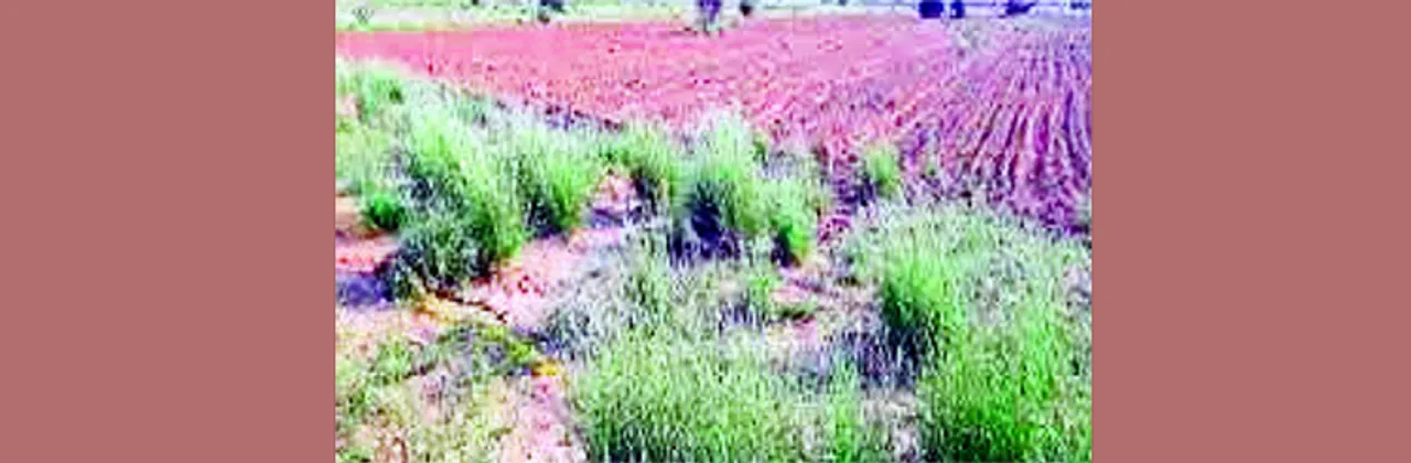  ବଜାର ସୁବିଧା ନାହିଁ, ରବି ଫସଲ ପାଇଁ ଜଳ ସଙ୍କଟ ବାଧକ