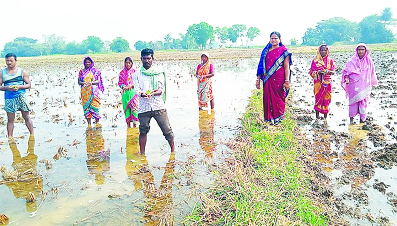  କେନାଲ୍‌ ପାଣିରେ ବୁଡ଼ିଲା ମୁଗ କିଆରି
