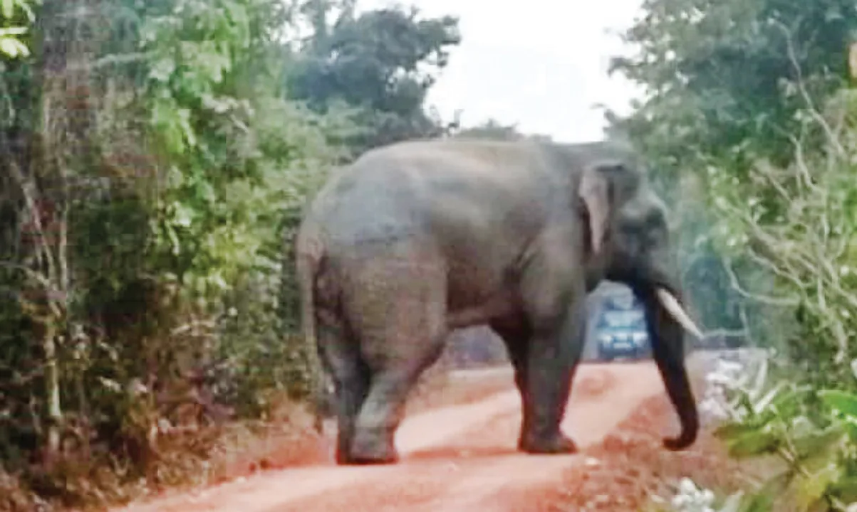  ଭରତପୁରକୁ ଫେରିଲା ଦନ୍ତା ରାମୁ