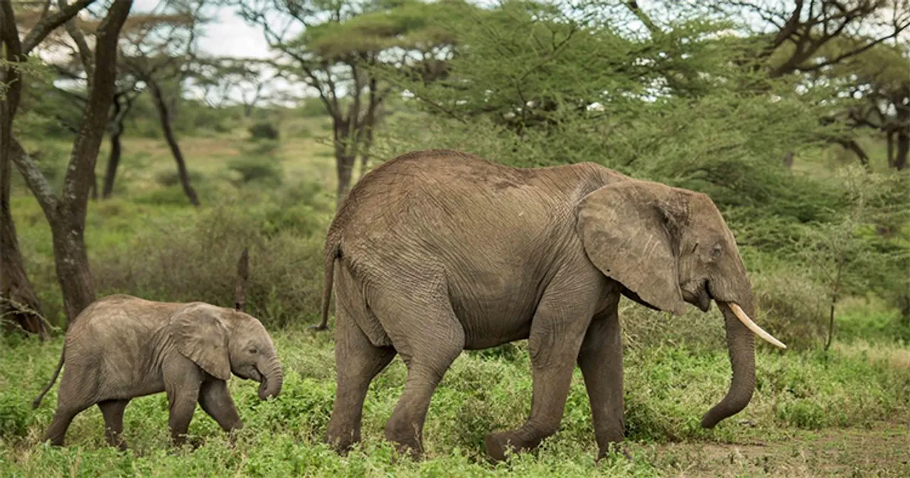  International Fund for Animal Welfare 