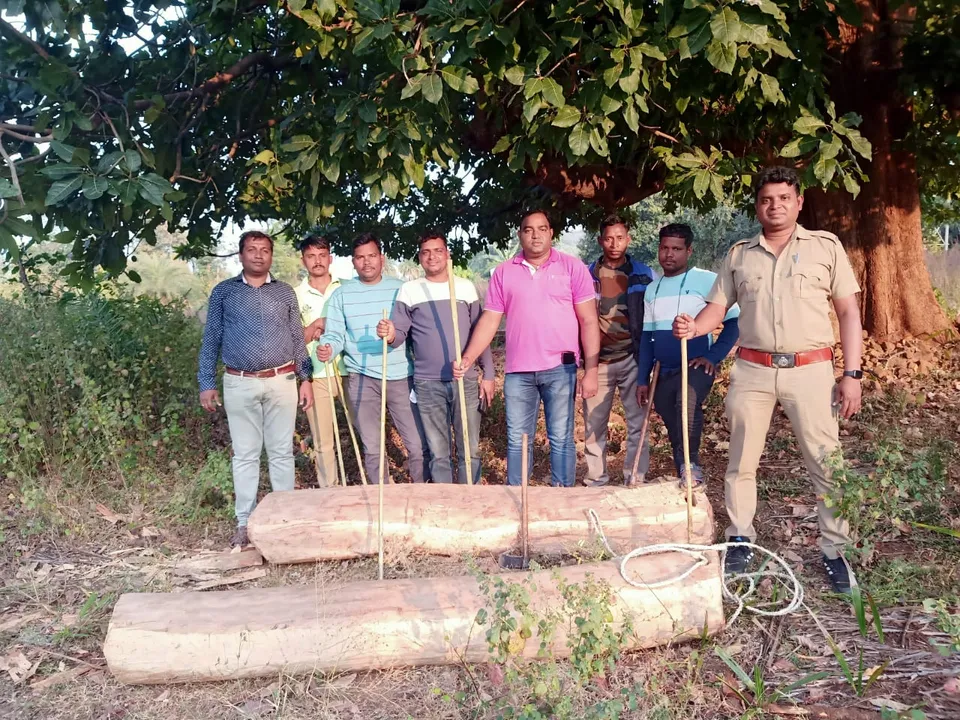  ୨ ଗୋଟି ଶାଳ ଗଣ୍ଡି ଜବତ କଲା ବନବିଭାଗ