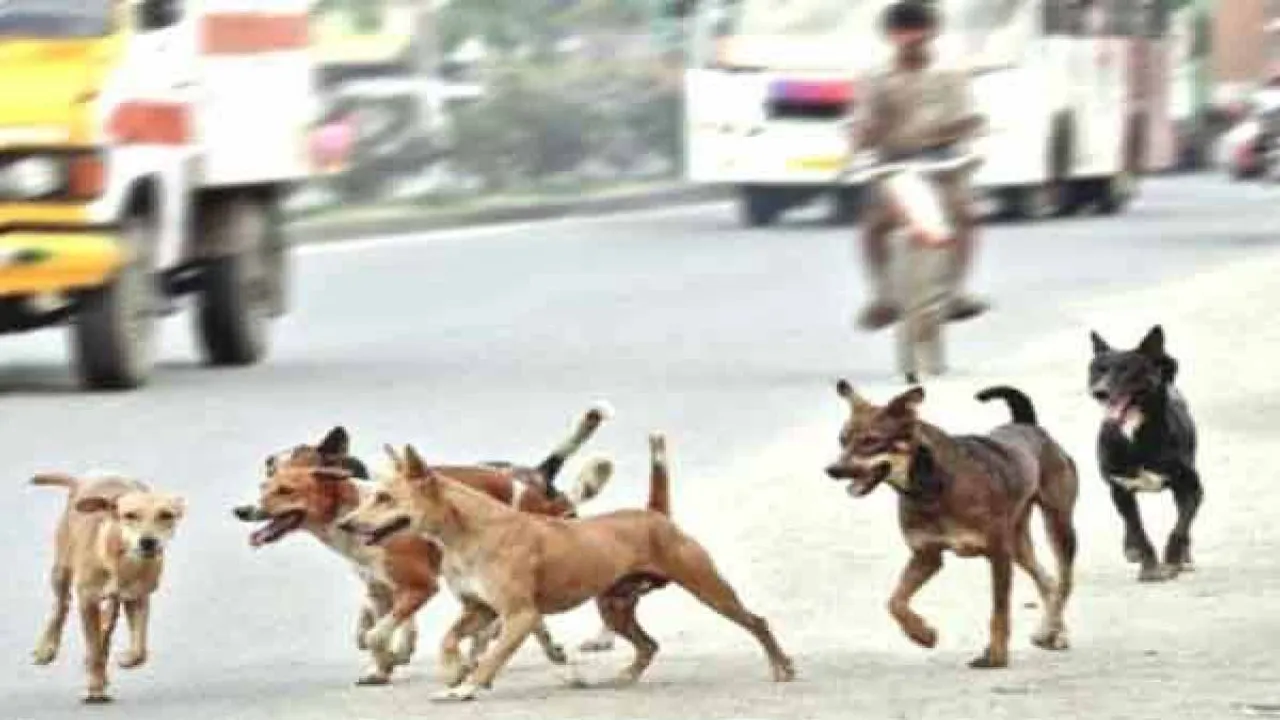  Image Courtesy of Oneindia 