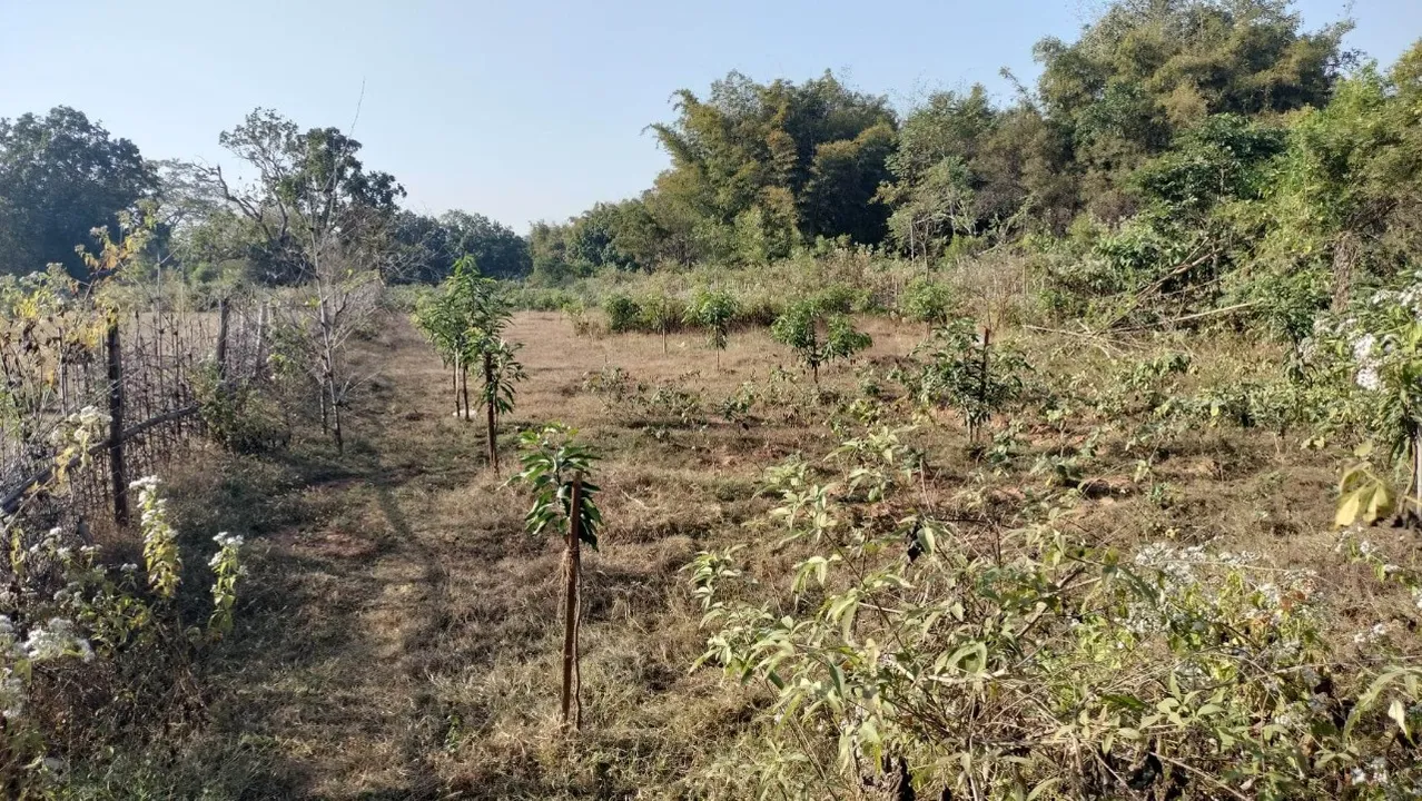  ମନରେଗା ଯୋଜନାରେ ଖର୍ଚ୍ଚ ହେଲା ୫.୯୭ ଲକ୍ଷ; ୨.୩ ହେକ୍ଟରରେ ଅଛି ହାତଗଣତି ଆମ୍ବଗଛ