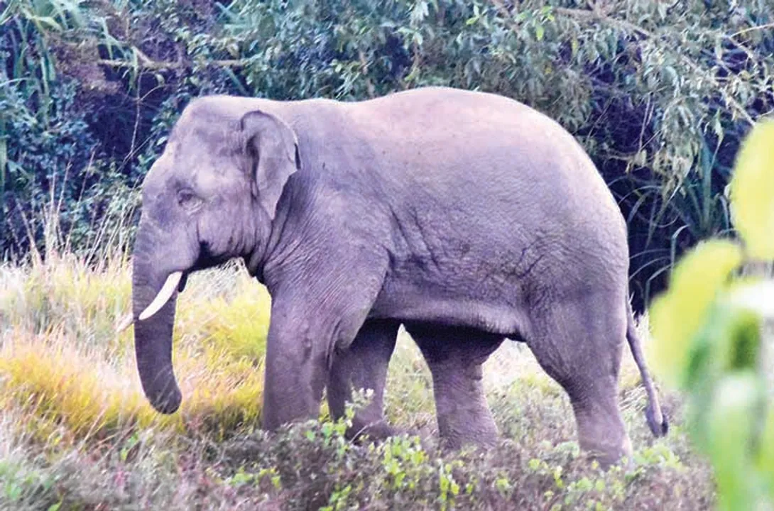  ପୁଣି ବଡ଼ମ୍ବାରେ ହାତୀମୃତ୍ୟୁ, ଦାନ୍ତ ଲୁଟ୍‌!