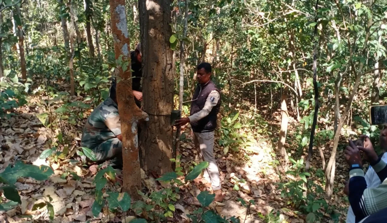  ଅଟେଇ ଜଙ୍ଗଲରୁ ମିଳିଲା ବାଘ ପାଦଚିହ୍ନ