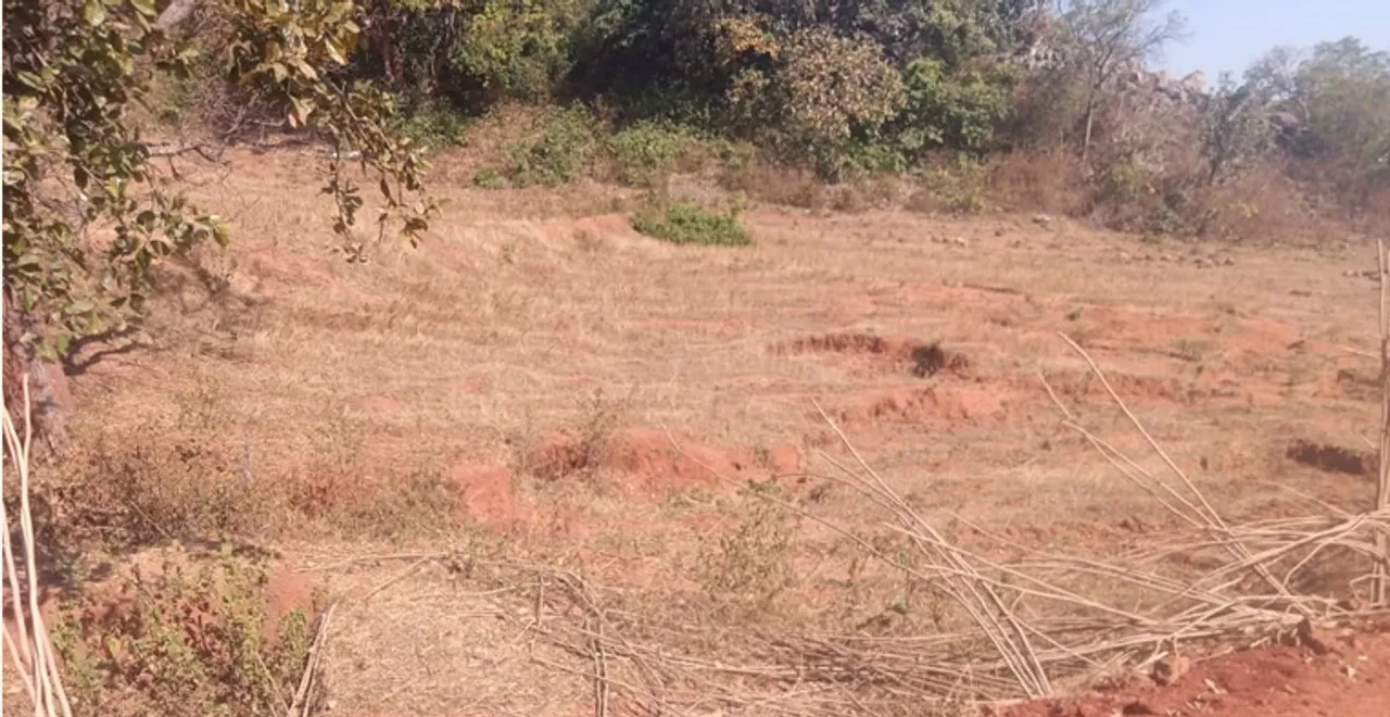  ବିବାଦରେ ଅର୍ଜୁନ, ଅସନ ଚାଷ: ୬ ମାସରେ ଅଧା ଗଛ ନଷ୍ଟ