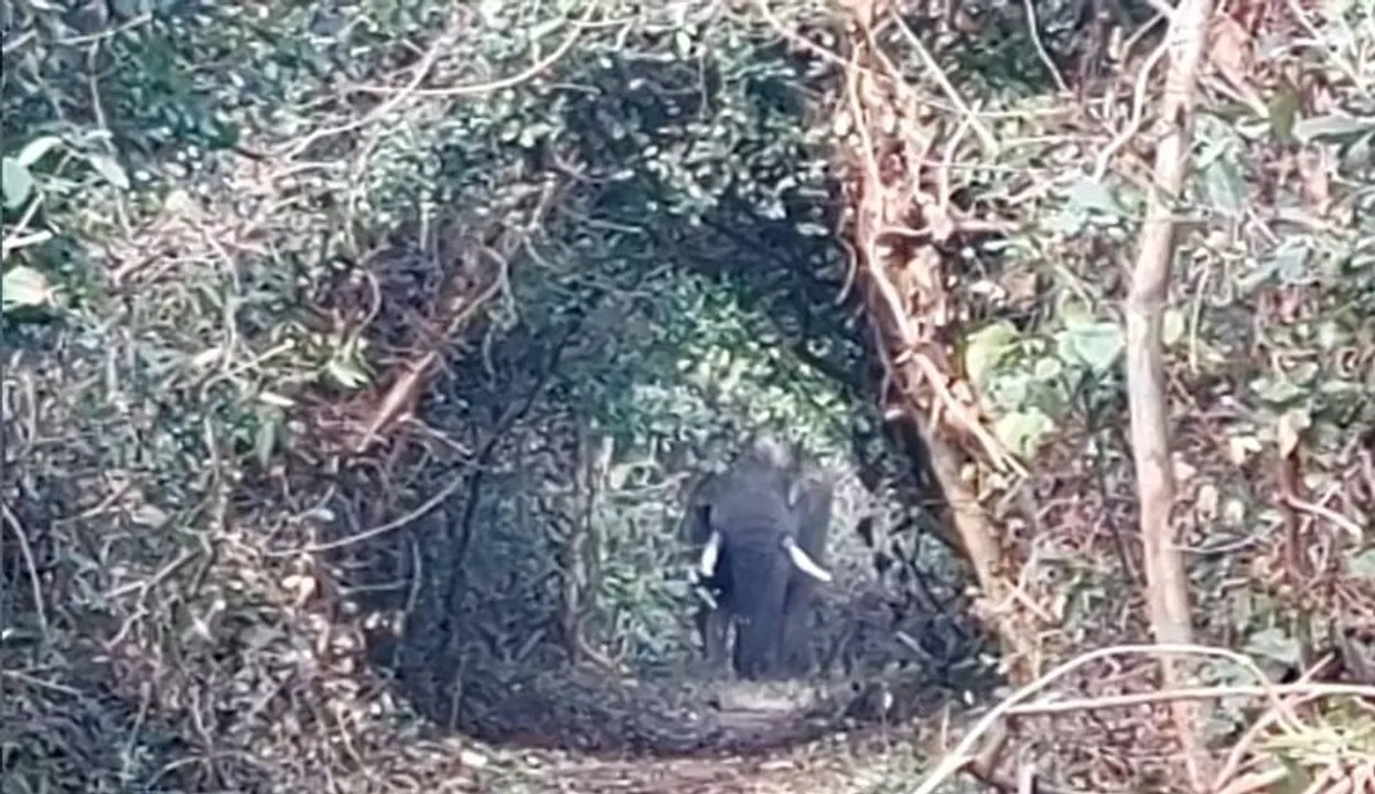  ଡାଳିଯୋଡ଼ା ରେଞ୍ଜରେ ହାତୀ ଗଣନା, ୧୦ ହାତୀ ଠାବ