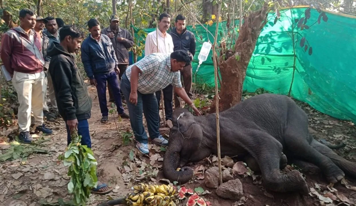  ୫ ଦିନ ପରେ ଆଖି ବୁଜିଲା ଅସୁସ୍ଥ ହାତୀ 