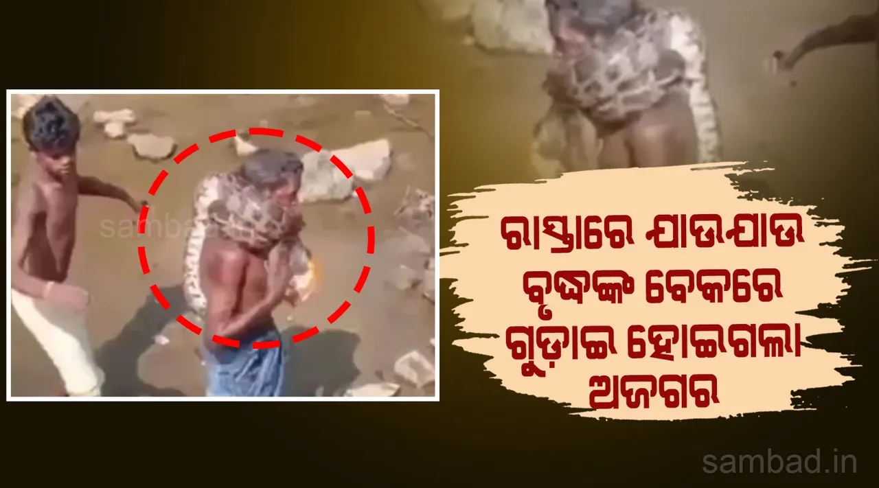  ରାସ୍ତାରେ ଯାଉଥିବା ସମୟରେ ବେକରେ ଗୁଡ଼ାଇ ହୋଇଗଲା ଅଜଗର, ଅଣନିଶ୍ବାସୀ ହୋଇ ତଳେ ପଡ଼ିଗଲେ ବୃଦ୍ଧ