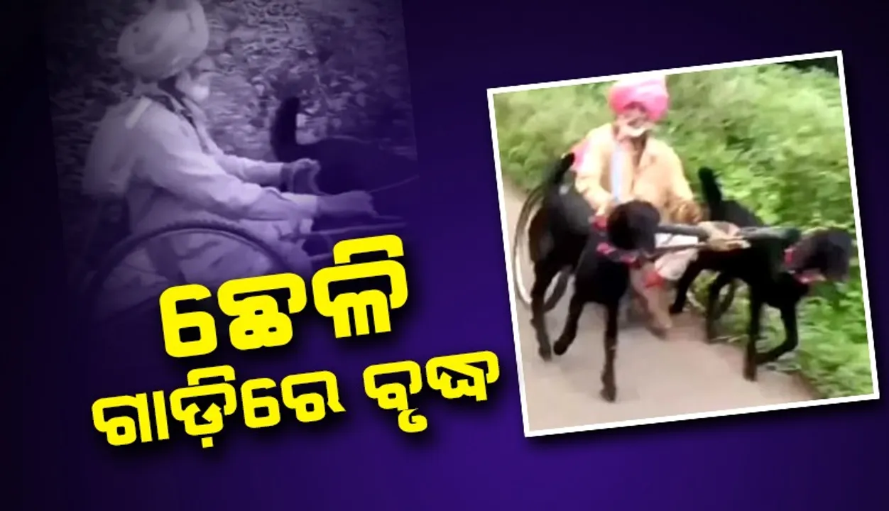  ବୃଦ୍ଧଙ୍କୁ ଛେଳି ଗାଡ଼ିରେ ଯାଉଥିବା ଦେଖି ଅସନ୍ତୋଷ ବ୍ୟକ୍ତ କରିଛନ୍ତି ସୋସିଆଲ ମିଡିଆ ବ୍ୟବହାରକାରୀ