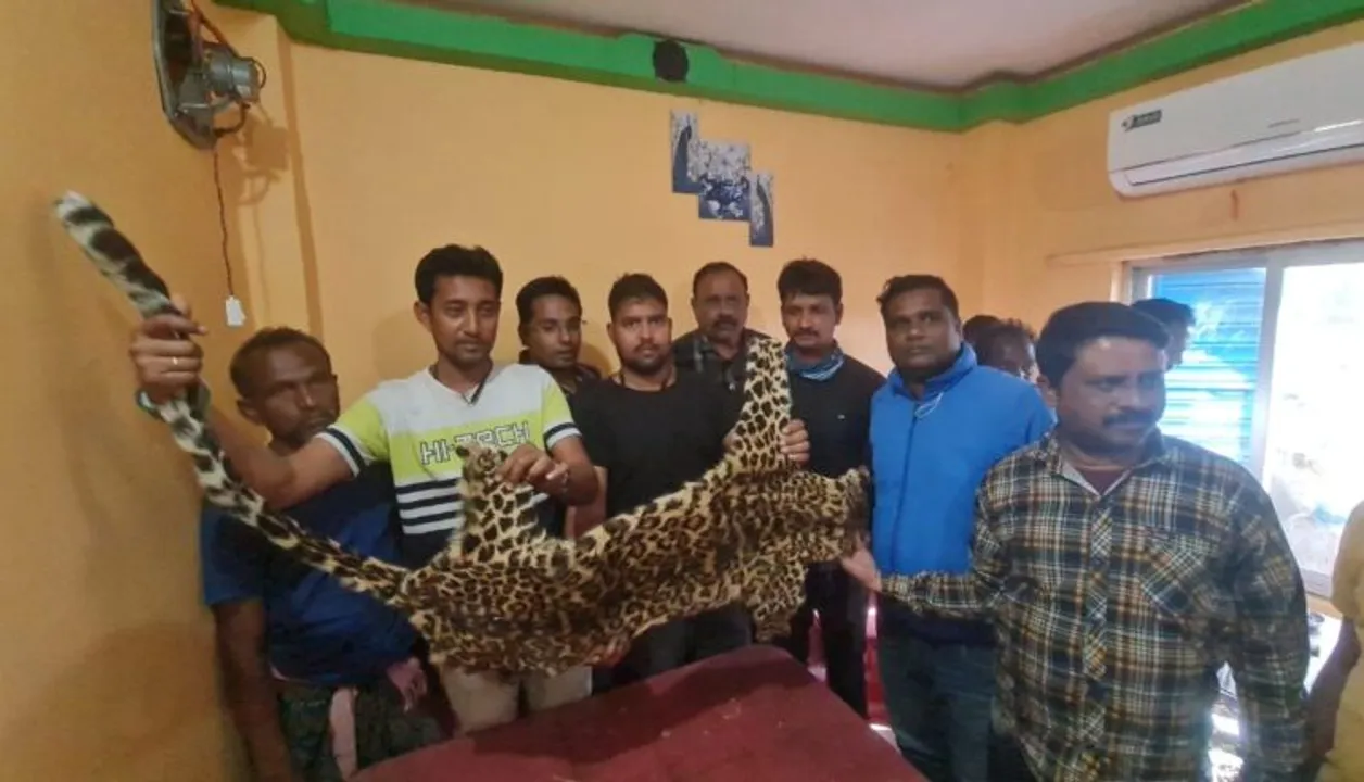  ପୁଣି ବାଘଚମଡ଼ା ଜବତ, ୮ ଗିରଫ
