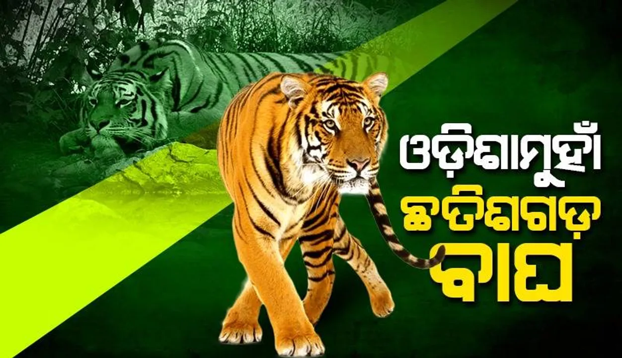  ଓଡ଼ିଶାମୁହାଁ ଛତିଶଗଡ଼ ବାଘ