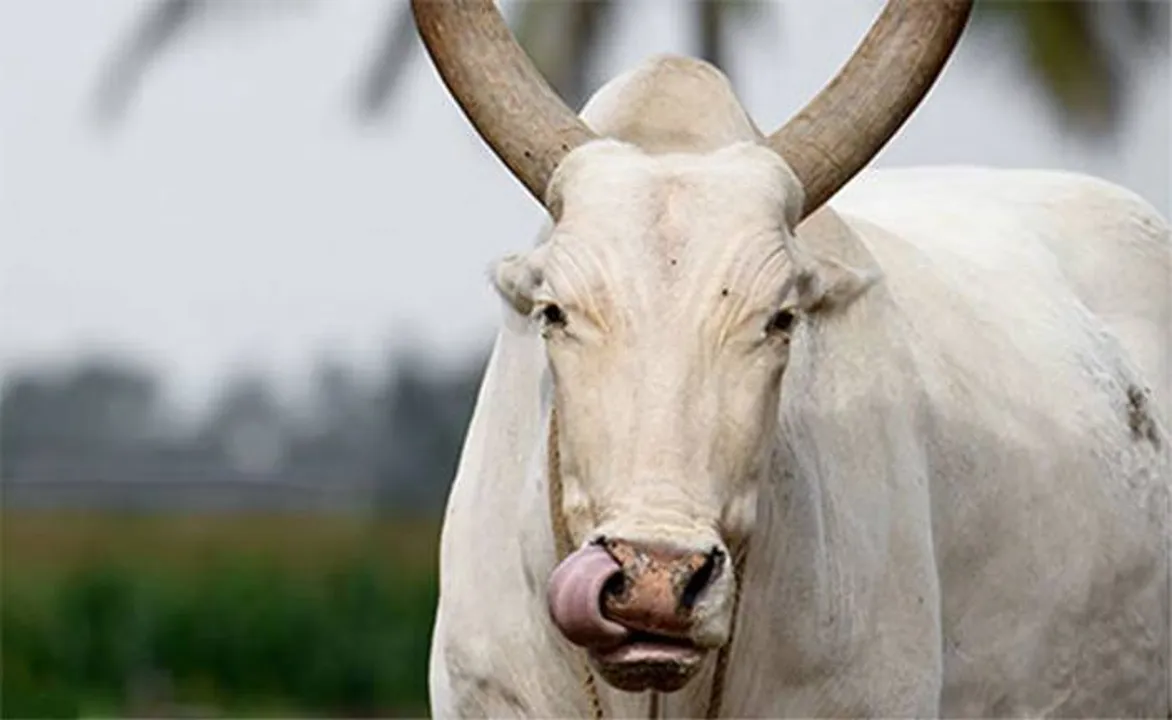  PETA India 
