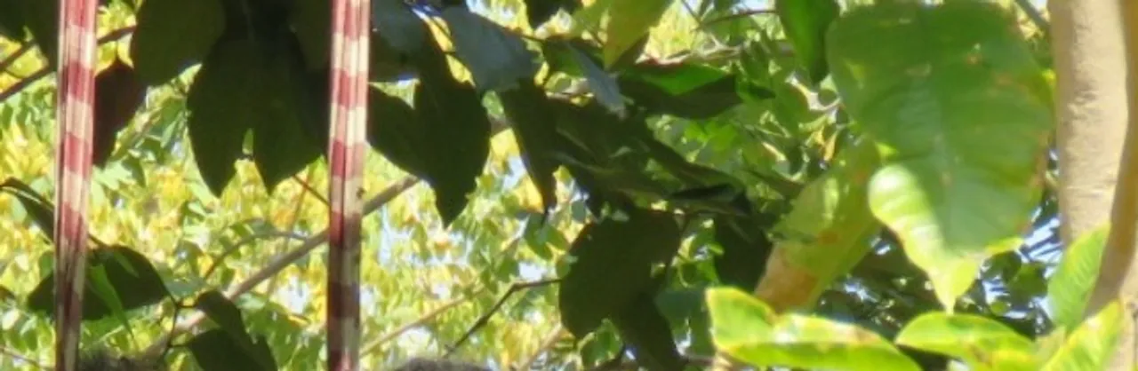  ଜଙ୍ଗଲରୁ ବିବାହିତ ପ୍ରେମୀଯୁଗଳଙ୍କ ଝୁଲନ୍ତା ମୃତଦେହ ଉଦ୍ଧାର