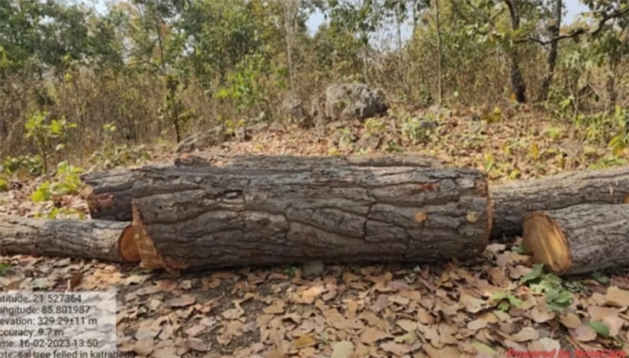  ଚୋରା ଶାଳକାଠ ଜବତ