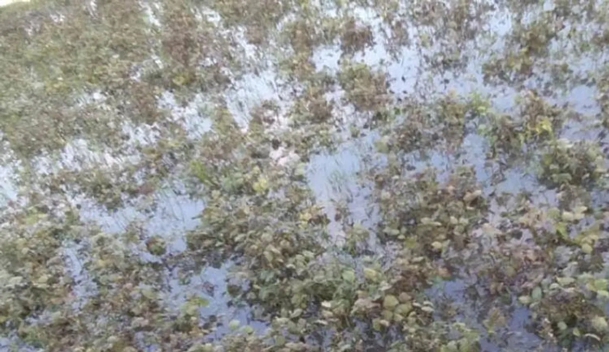  ଝଡ଼ବର୍ଷାରେ ଉଜୁଡ଼ିଲା ମୁଗ ଓ ପୋଟଳ ଚାଷ