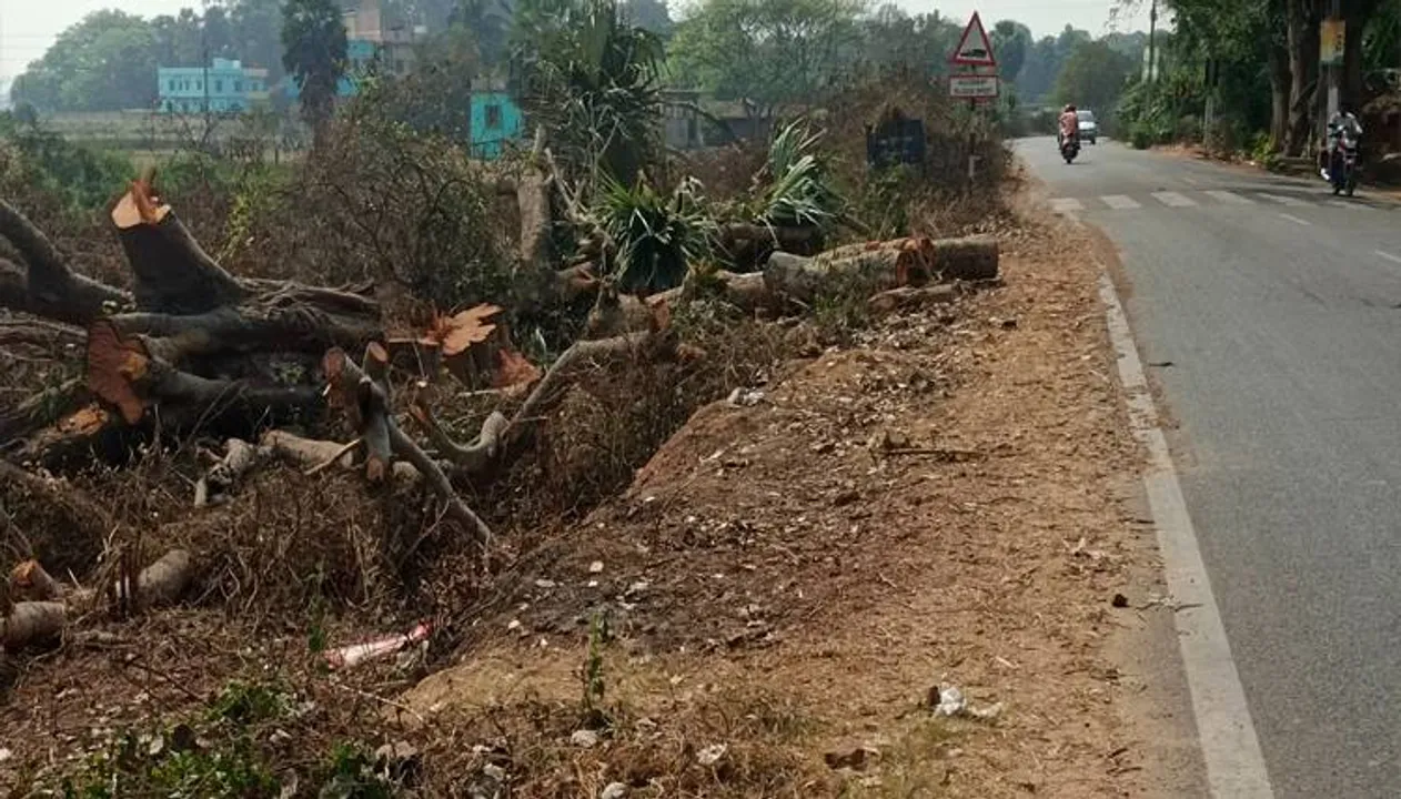  ରାଜପଥ ପାଇଁ କଟିଲା ବହୁ ପୁରୁଣା ଗଛ