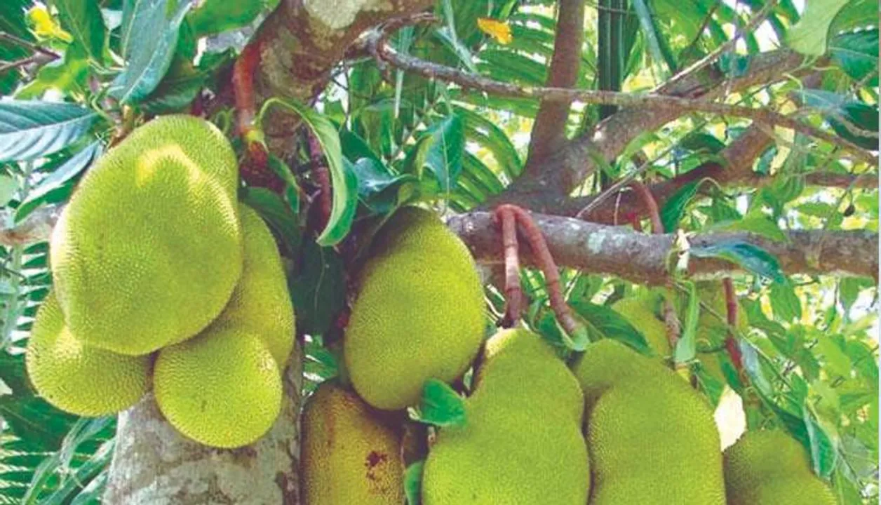  ପଣସର ଅଭାବୀ ବିକ୍ରିକୁ ନେଇ ଚିନ୍ତାରେ ଚାଷୀ