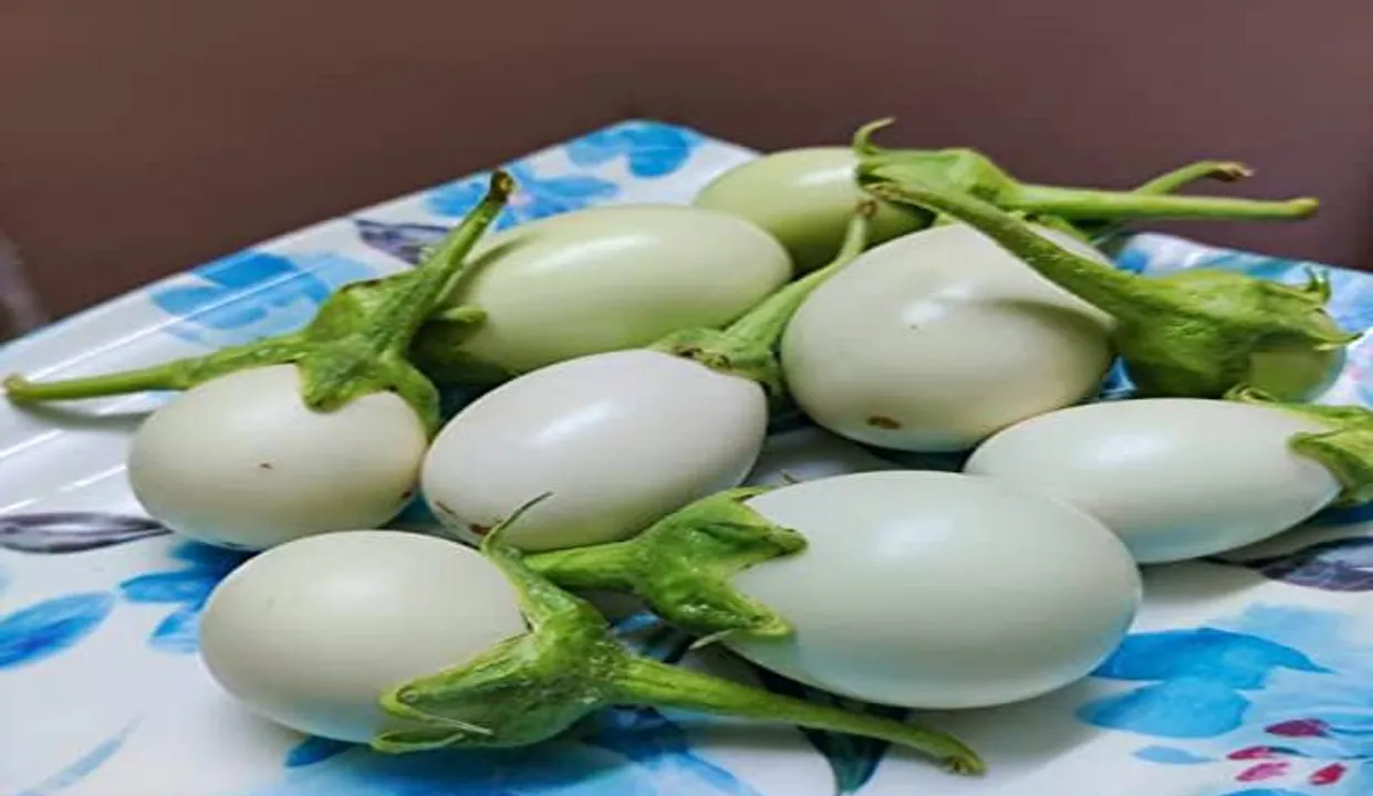  ସମ୍ବଲପୁରରେ ‘ଅଣ୍ଡା ବାଇଗଣ’
