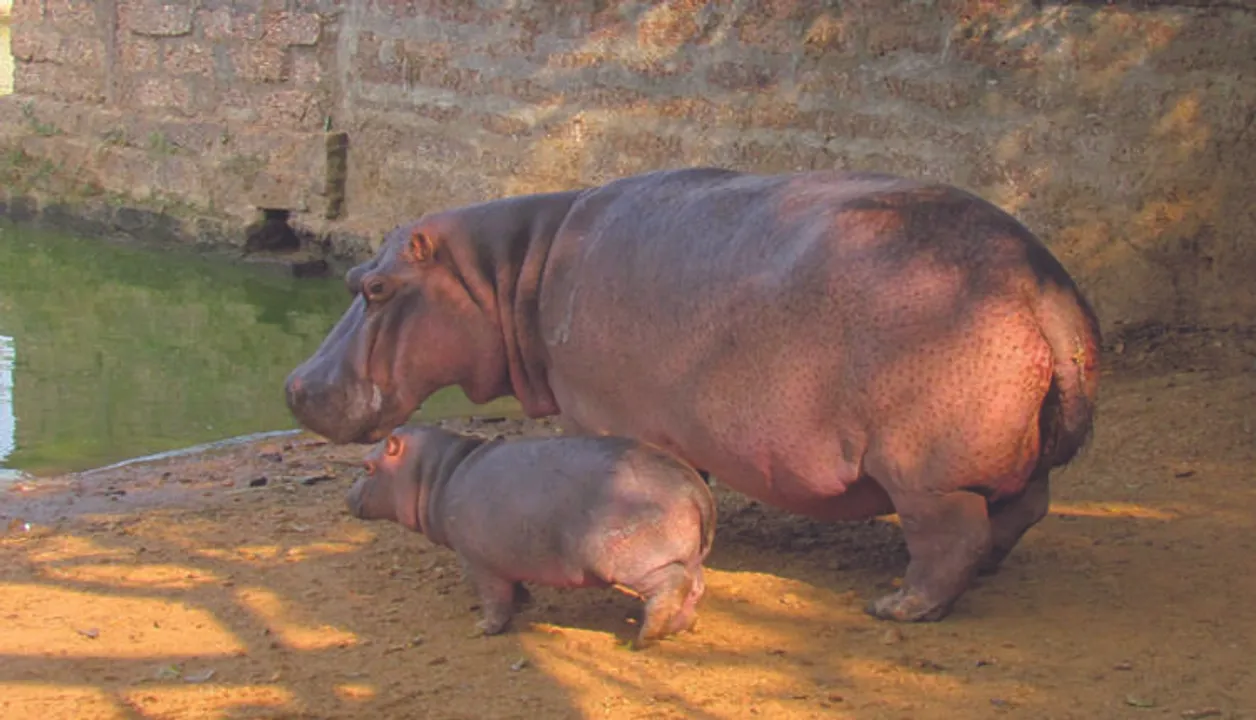  (representational immage)
Nandankanan Zoological Park
Nandankanan Zoological Park 