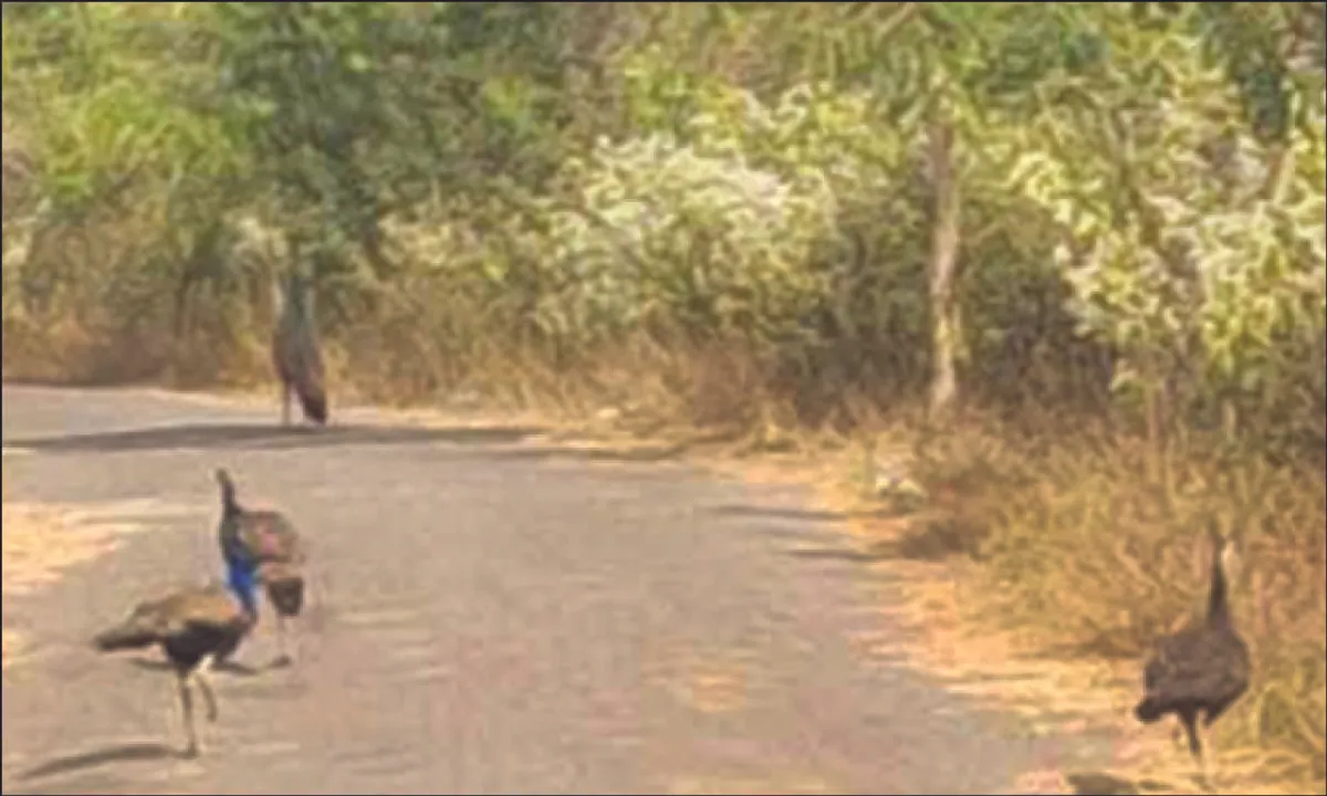  ଜଙ୍ଗଲ ଜଳୁଛି, ରାସ୍ତାରେ ମୟୂର