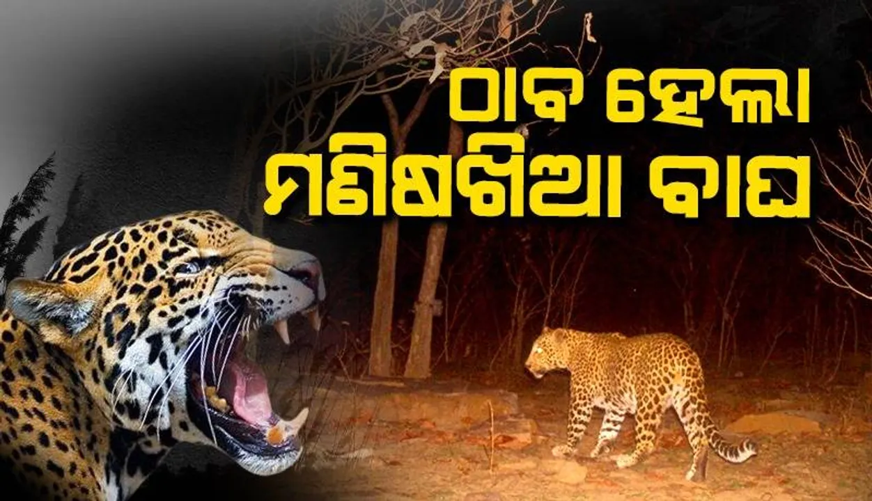  ଟ୍ରାପ କ୍ୟାମ୍ ମାଧ୍ୟମରେ ଠାବ ହେଲା ଆତଙ୍କ ଚଳାଇଥିବା ମଣିଷଖିଆ ବାଘ