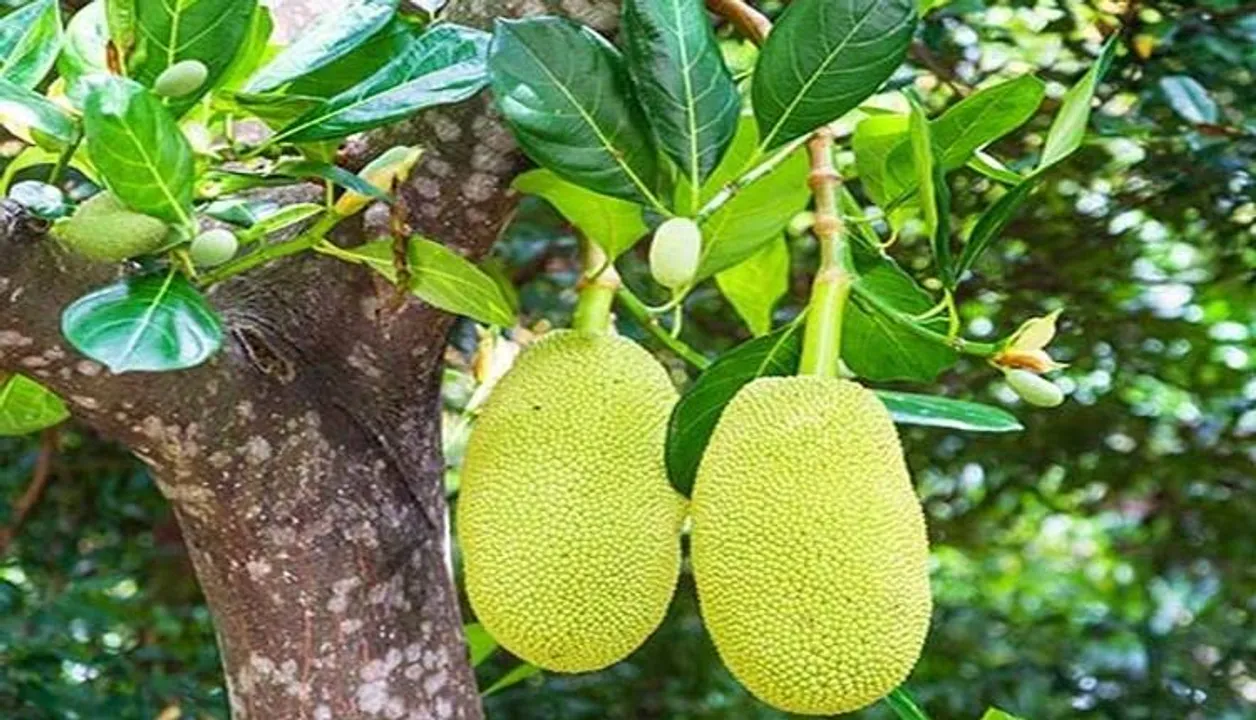  କନ୍ଧମାଳରେ ରେକର୍ଡ଼ ପଣସ ଉତ୍ପାଦନ, ଅଭାବୀ ବିକ୍ରି ଯୋଗୁଁ ଆଦିବାସୀ କ୍ଷତିରେ