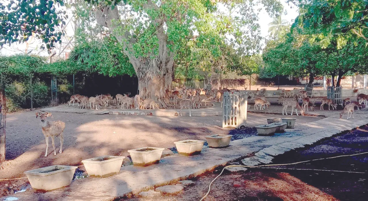  Sambad 