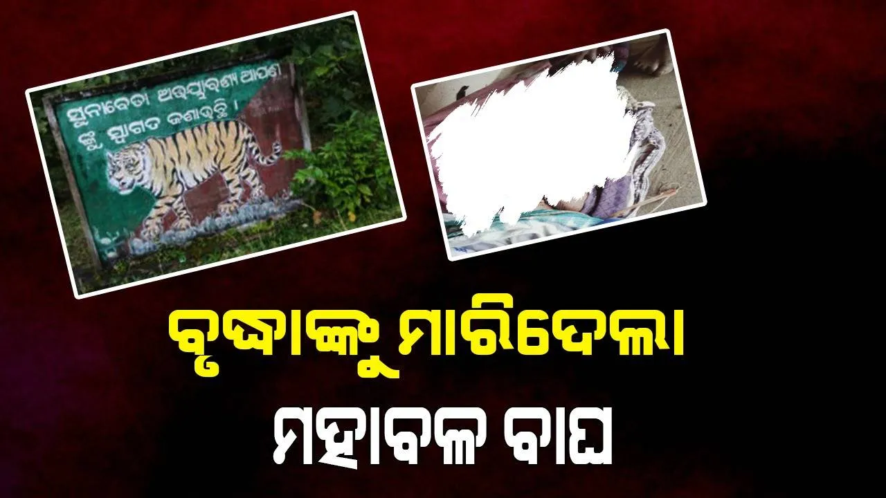  ବୃଦ୍ଧାଙ୍କୁ ଟାଣି ନେଇ ଖାଇଗଲା ମହାବଳ ବାଘ: ଜାଳେଣି କାଠ ଆଣିବାକୁ ଯାଇଥିଲେ ମୃତକ
