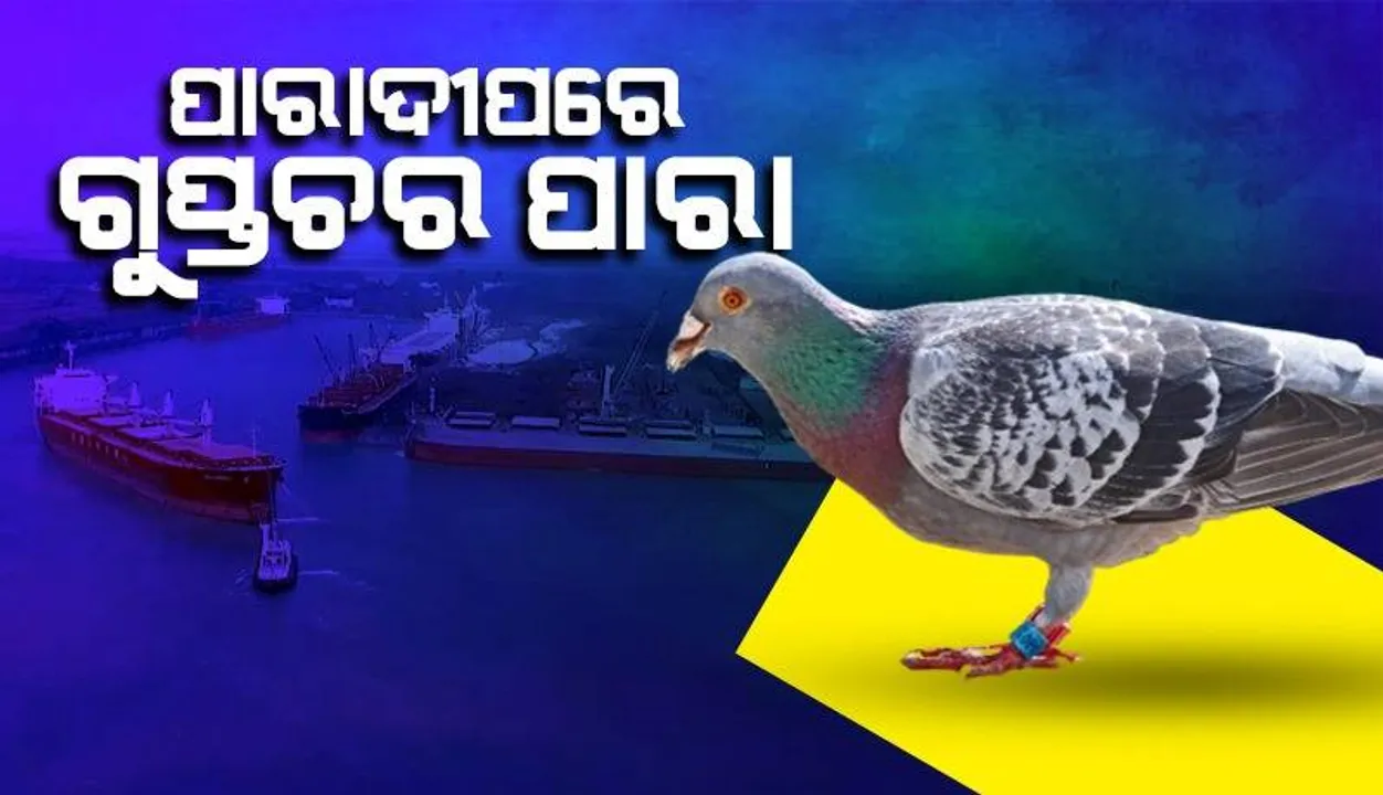  ସମୁଦ୍ର ମଝିରୁ ଗୁପ୍ତଚର ପାରା ଉଦ୍ଧାର, ଗୋଡ଼ରେ ଲାଗିଛି କ୍ୟାମେରା ଓ ଚିପ୍