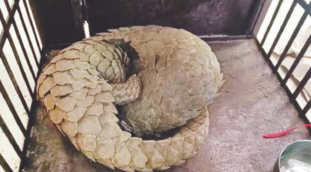  ୨ ବଜ୍ରକାପ୍ତା ଜବତ, ୨ ଶିକାରୀ ଗିରଫ