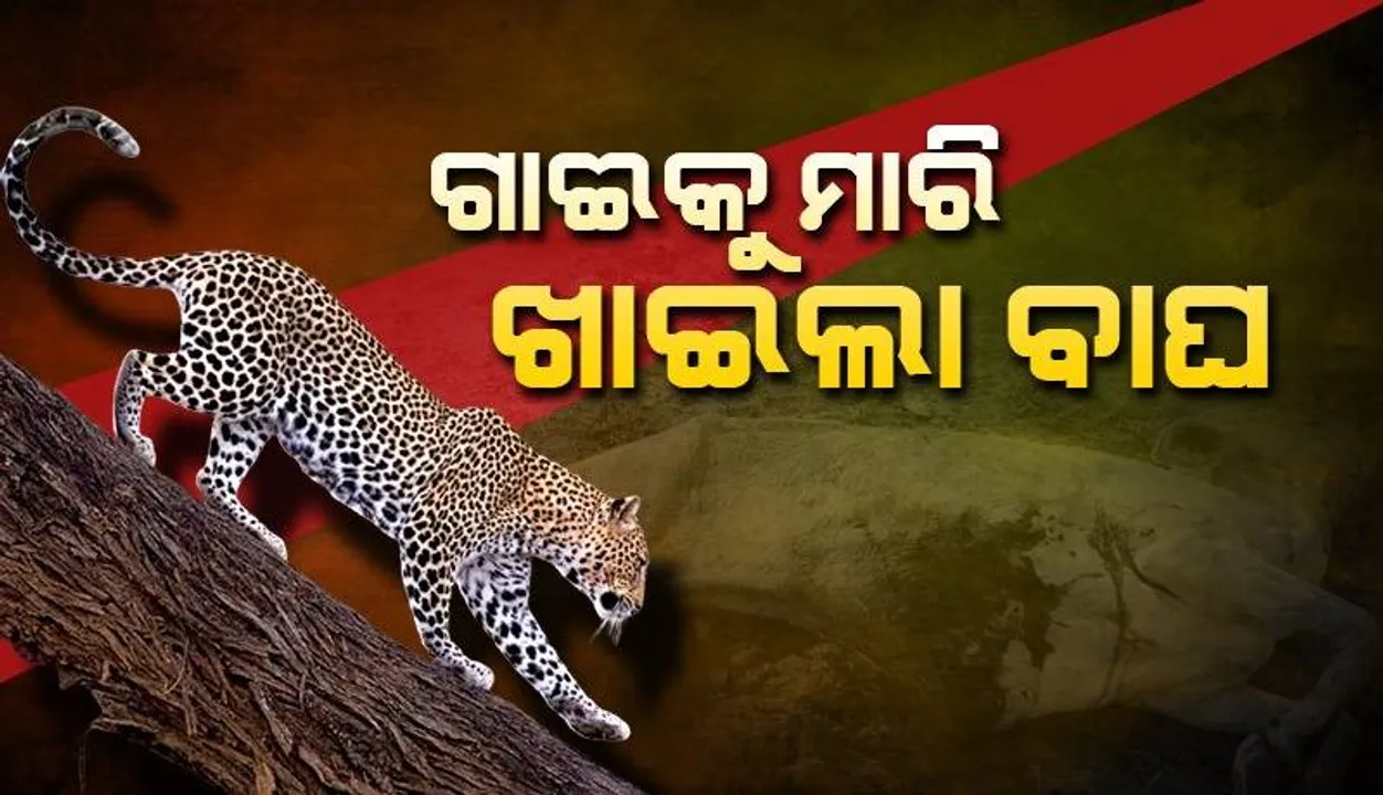  ନୂଆପଡ଼ାରେ ପୁଣି ବାଘ ଆତଙ୍କ: ଆଜି ସକାଳୁ ଗାଈକୁ ମାରିଲା ମହାବଳ