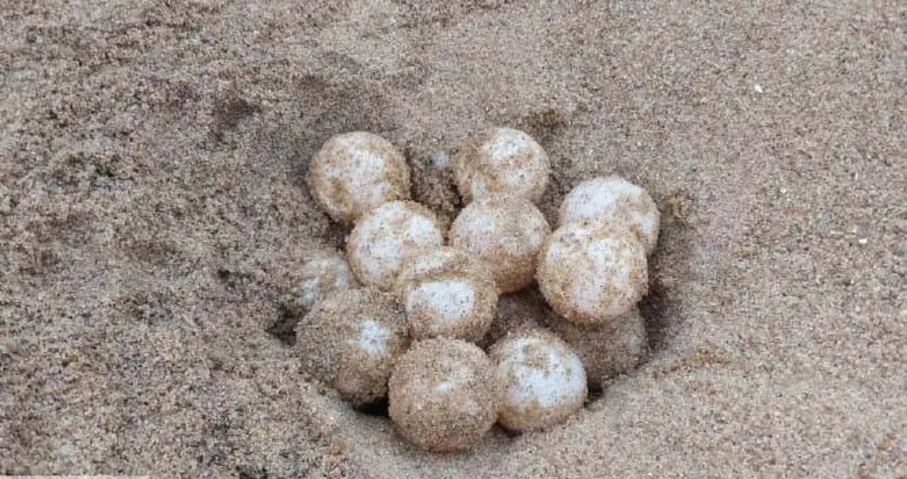  ହାଚେରିକୁ ଆସିଲା ୨୫୭୭ ଅଣ୍ତା: ଦିନକରେ ୯ଟି ବସାରୁ ୧୦୨୦ ଅଣ୍ତା ସଂଗ୍ରହ