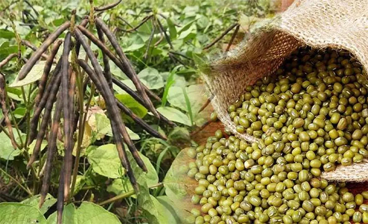  ମୁଗଚାଷ କେଳେଙ୍କାରୀ: ୨କୋଟି ୬୪ଲକ୍ଷ ଟଙ୍କା ହଡ଼ପ ମସୁଧା