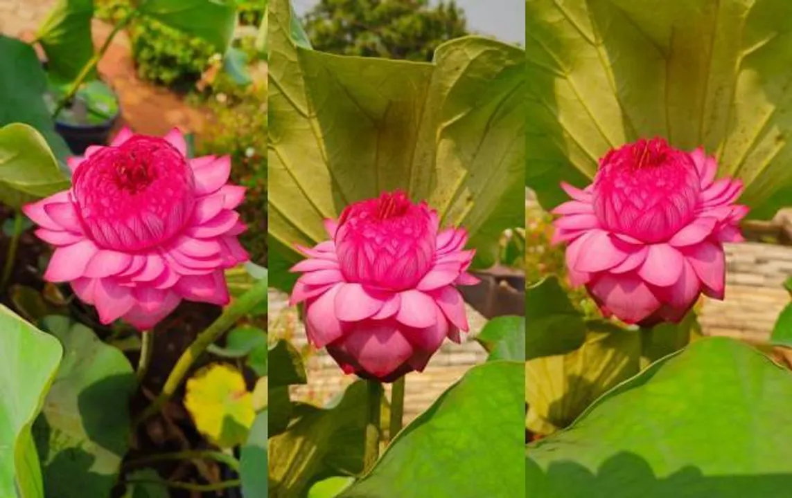  ବିରଳ ସହସ୍ରଦଳ କମଳ: ରୋପଣର ବର୍ଷକ ପରେ କଢ଼ ଆସିଲା, ୨ ସପ୍ତା‌ହରେ ଫୁଲ ଫୁଟିଲା