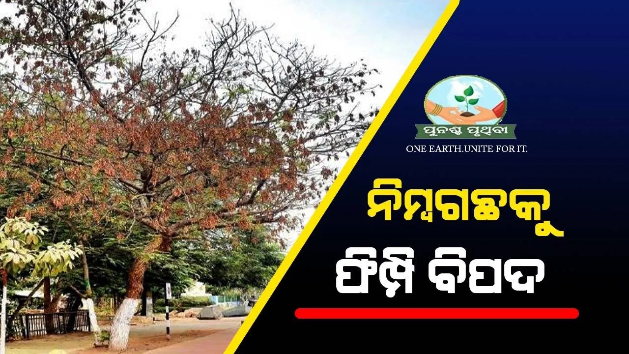  ଜଳବାୟୁ ପରିବର୍ତ୍ତନର ପରିଣତି: ନିମ୍ବ ଗଛକୁ ଫିମ୍ପି ବିପଦ