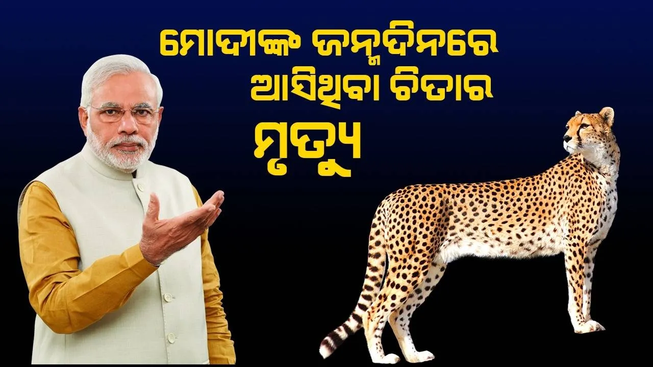  ନାମ୍ବିଆରୁ ଭାରତ ଆସିଥିବା ୮ ଚିତା ମଧ୍ୟରୁ ଗୋଟିକର ମୃତ୍ୟୁ, ହୋଇଥିଲା କିଡନୀ ସଂକ୍ରମଣ
