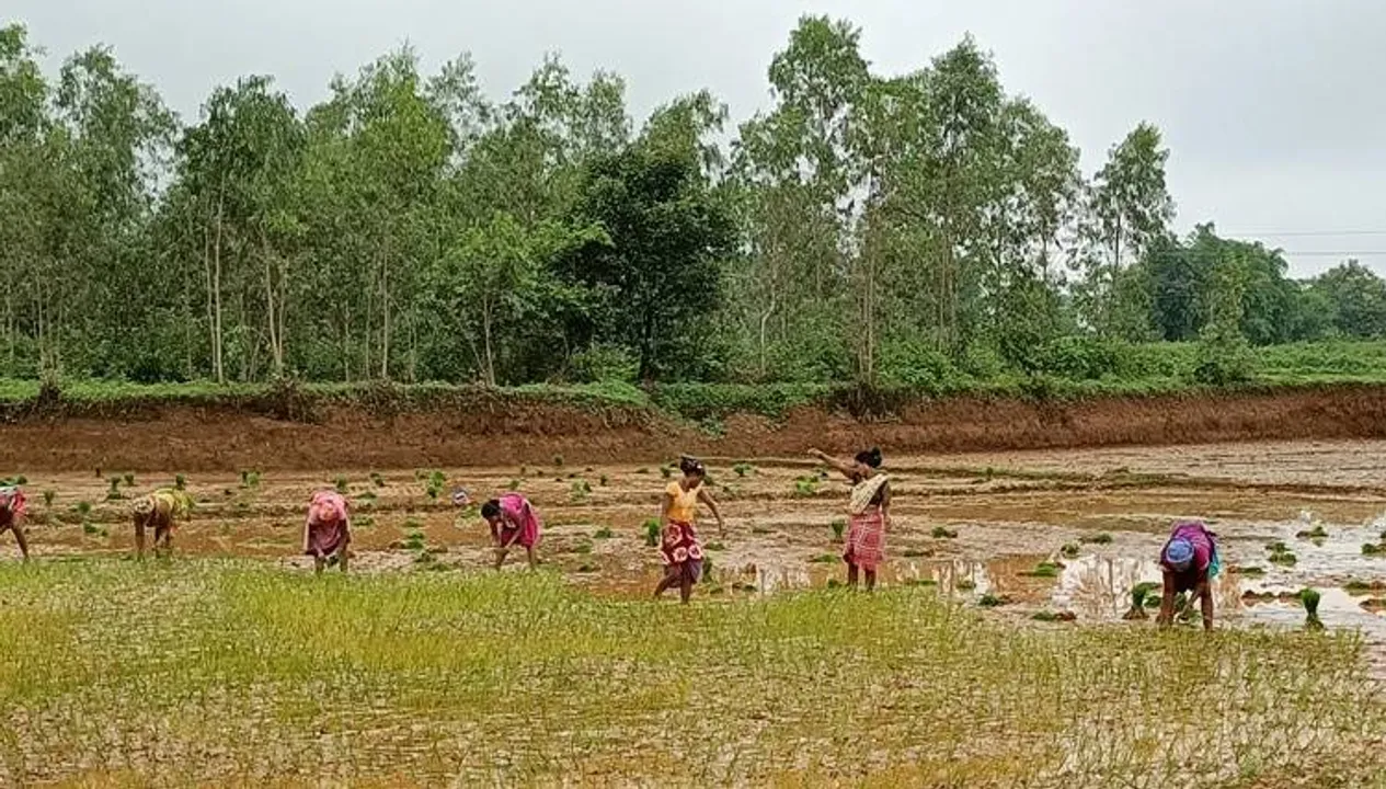  କୋରାପୁଟ ଜିଲ୍ଲାର ଜଳସେଚନର ସ୍ଥିତି: ଅସଙ୍ଗତି ଦୂର ପାଇଁ ଓରସାକର ସହାୟତା