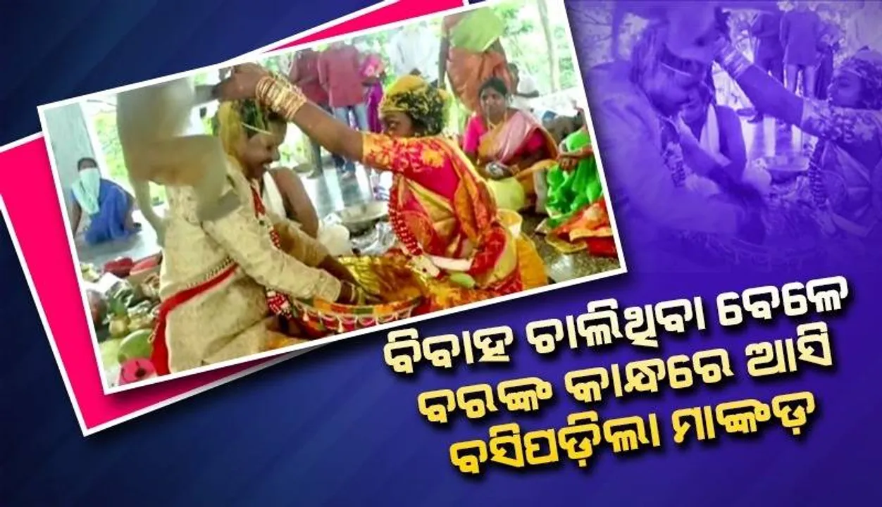  ବେଦିରେ ବିବାହ ଚାଲିଥିବା ବେଳେ ହଠାତ ଡିଆଁ ମାରି ବରଙ୍କ କାନ୍ଧ ଉପରେ ମାଙ୍କଡ଼ ବସି କଲା ଏଭଳି କାମ…