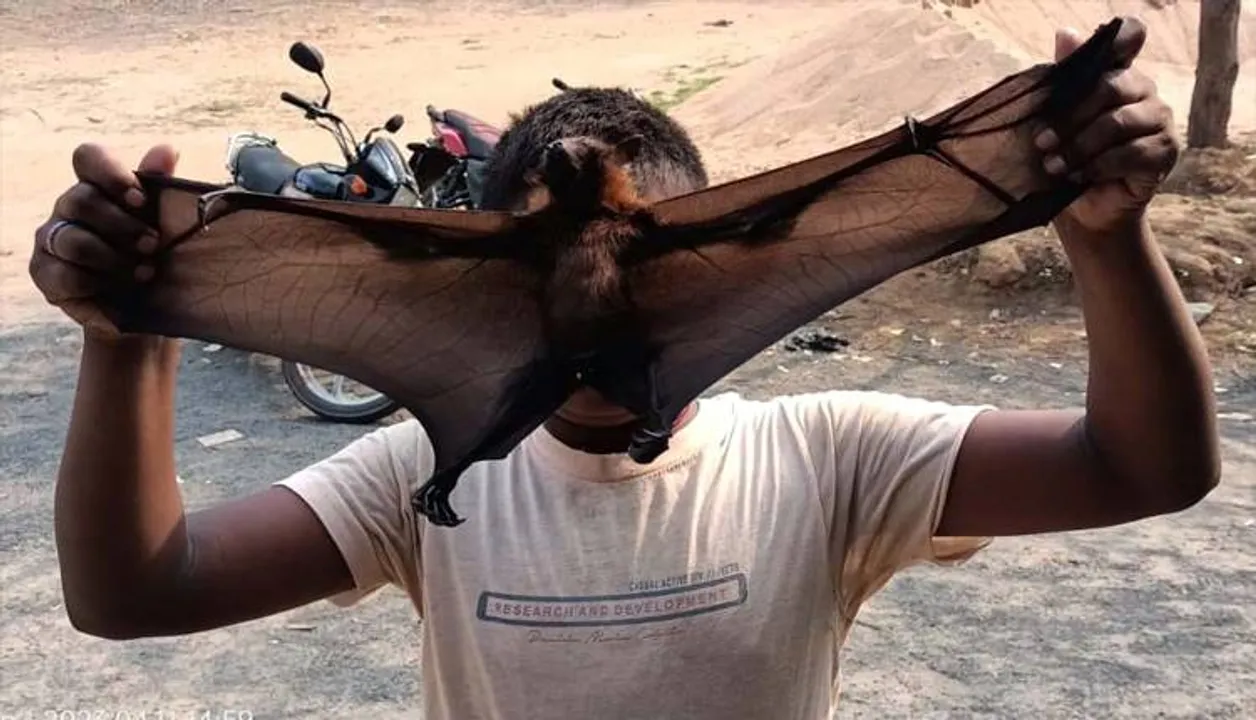  ୬ ବାଦୁଡ଼ି ମଲେ, ପାଣି ସିଞ୍ଚନ କଲା ବନ ବିଭାଗ