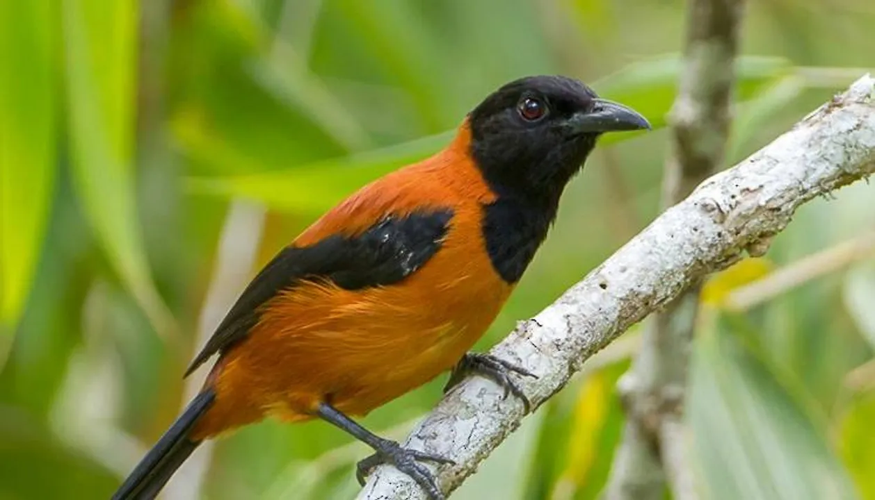  eBird 