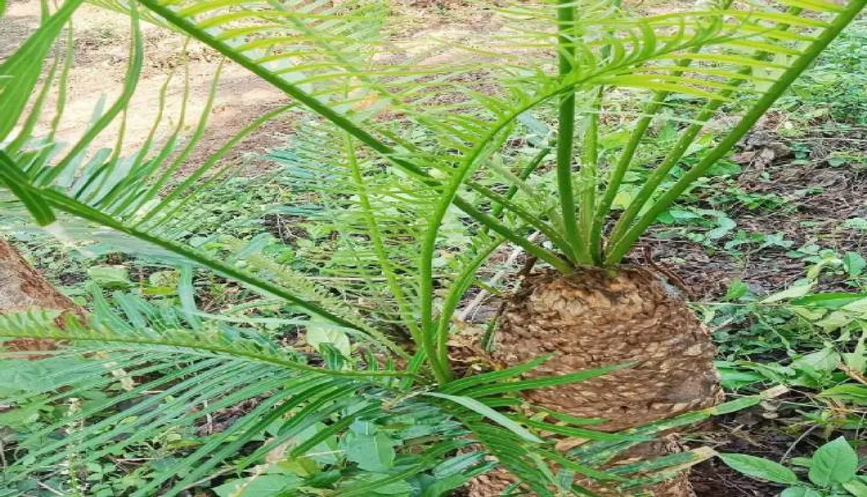  ଦଶପଲ୍ଲା ବନାଞ୍ଚଳରୁ ଲୋପ ପାଇଯିବ ଅରଗୁଣା