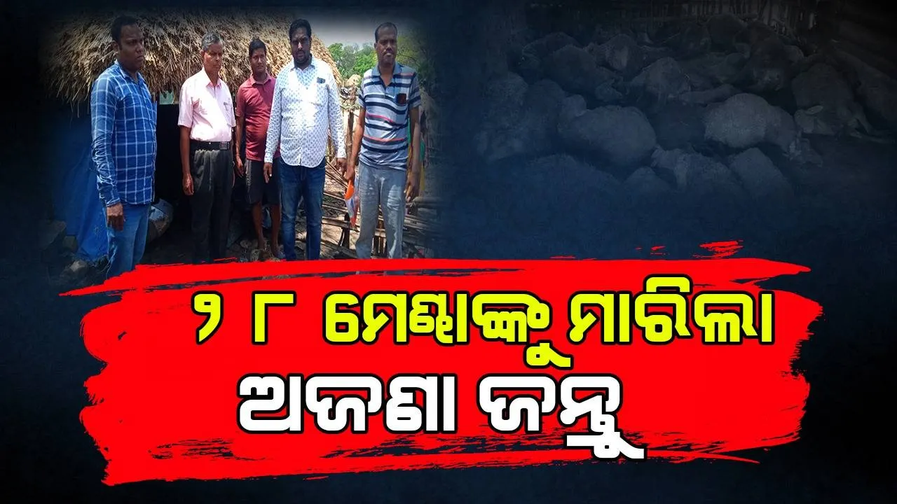  ମହାକାଳପଡ଼ା: ଅଜଣା ଜନ୍ତୁର ଆକ୍ରମଣରେ ୨୮ ମେଣ୍ଢାଙ୍କ ପ୍ରାଣହାନି, ୪  ଗୁରୁତର