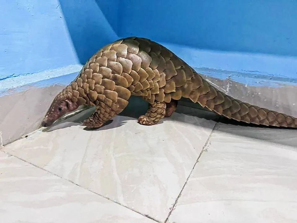  ଜୀବନ୍ତ ବଜ୍ରକାପ୍ତା ଉଦ୍ଧାର, ଅଭିଯୁକ୍ତ ଗିରଫ