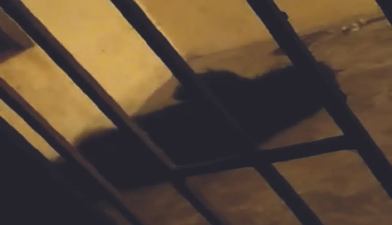  ସାତବାଟିଆ କାଜୁ ଜଙ୍ଗଲରେ ୭ ଭାଲୁ