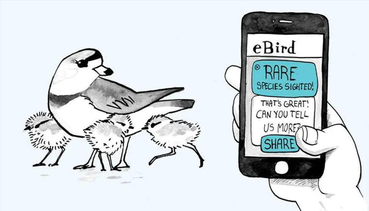  All About Birds 